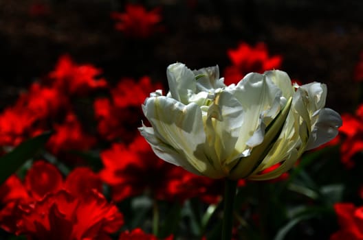 Single white tulip against red floral background