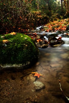 View of beautiful autumn set on a creek in Monchique, Portugal.