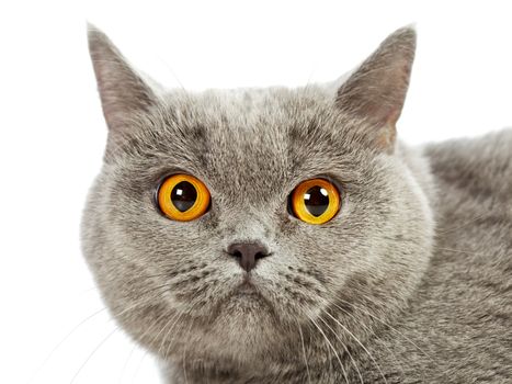 blue british shorthair cat, close up portrait