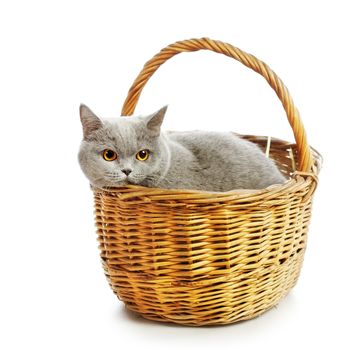 blue british shorthair cat in basket, isolated on white