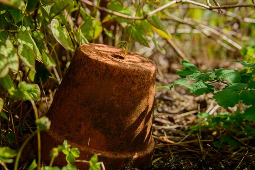 A forgotten terracotta pot under bushes