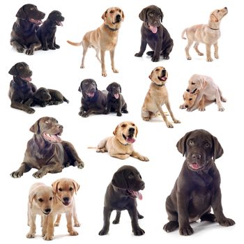 group of labrador retriever  on a white background