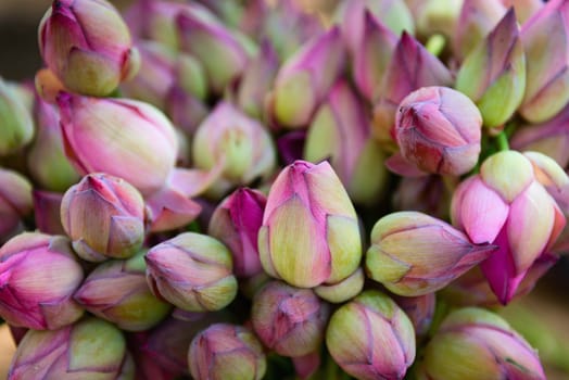 Pink lotus bud background. Selective focus on front flower. 