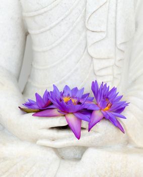 Fresh flue star water lily or star lotus flowers in Buddha image hands