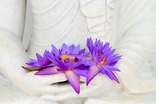 Fresh flue star water lily or star lotus flowers in Buddha image hands