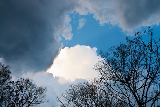 Storm clouds on blue sky with tree branches on front