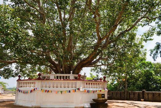 Sacred fig tree (Ficus religiosa) in Buddhist temple, Sri Lanka