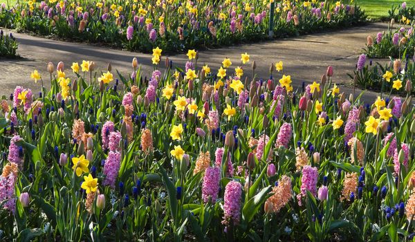 Tulips, hyacinths, daffodils and other springflowers planted at a crossroad in park