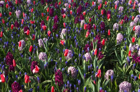 Background of spring flowers - tulips, hyacinths and grape hyacinths in cool colors