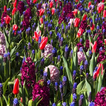 Tapestry of spring flowers - tulips, hyacinths and grape hyacinths in cool colors