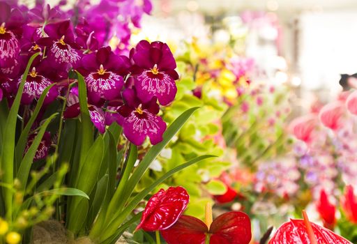 Colorful and decorative collection of Orchid flowers and Anthurium