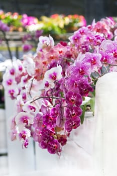 Show of colorful moth orchids decoration  