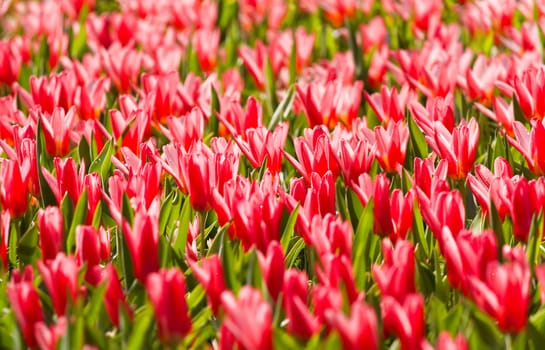 Background of beautiful little red tulips in spring