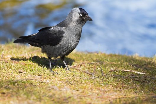 Jackdaw at the waterside on a sunny day in early spring