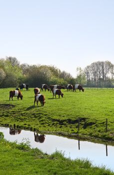 Dutch Belted or Lakenvelder cows - an old and rare breed of Dutch dairy cattle - grazing on field in spring