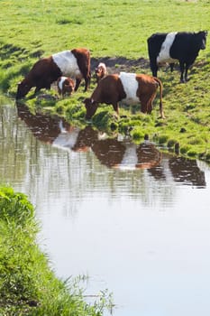 Dutch Belted or Lakenvelder cows - an old and rare breed of Dutch dairy cattle - with calves on field drinking water