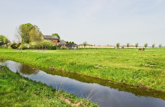 Country landscape in the Netherlands with farms, flowering meadows and grazing horses in spring