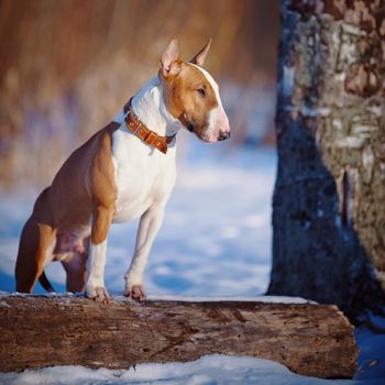English bull terrier. Thoroughbred dog. Canine friend. Red dog. Bull terrier on winter walk. Dog in park. Dog on walk.