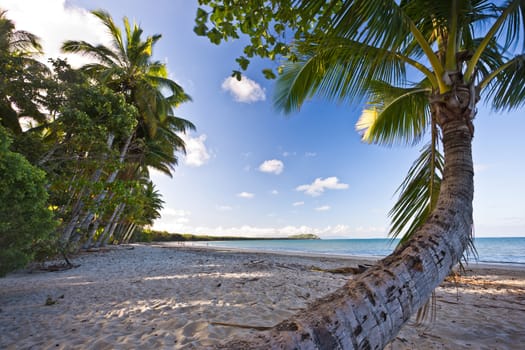 Unusual palm tree curving out over the golden sand of an idyllic peaceful tropical beach under a blue sunny summer sky