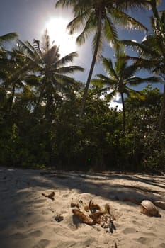 Fresh coconuts and husks lying in the golden sand on a tropical beach with palm trees silhouetted against a bright hot summer sun