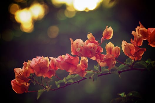 Branch of Red Orange Bouganvillea on Sunlight background