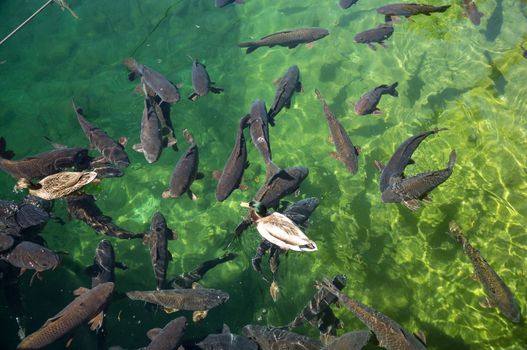 Ducks swim with the carp in Colorado River