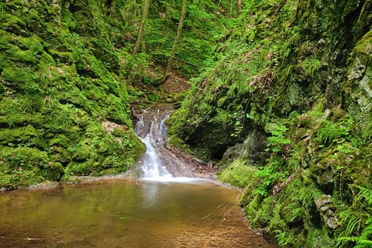 The river runs over cascades in the primeval forest - HDR