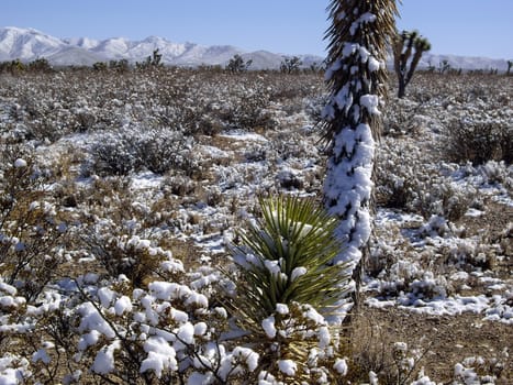 Rare Winter storm in desert