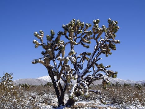 Rare snow storm in Mohave desert, Nevada