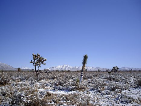 Snowstorm in Mohave desert covers the cacti