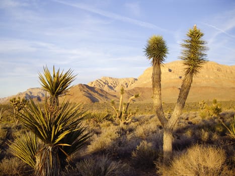 Mohave desert flora glow in late light