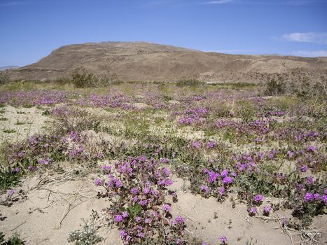 Wildflowers bloom in the desert