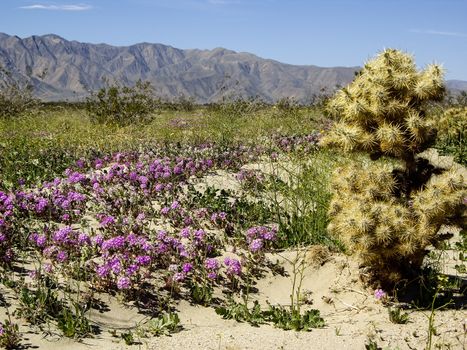 Wildflowers bloom in the desert