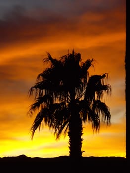 Palm tree silhouette on sunset in Nevada desert
