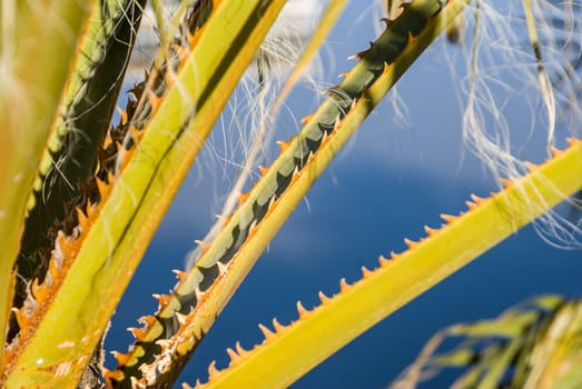 Spines on palm fronds