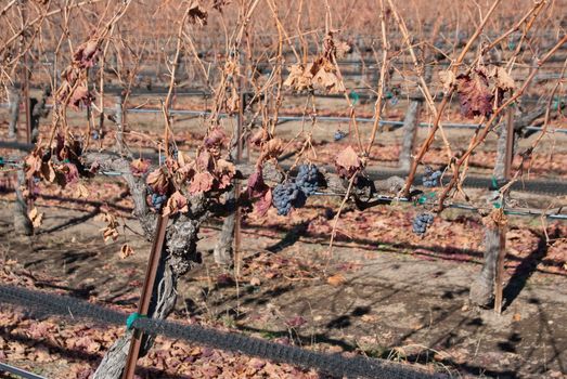 Grapes die on the vine in Winter Californian vineyards