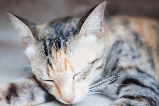 Cute sleeping cat closeup