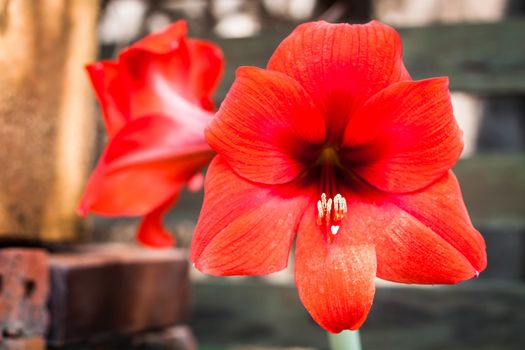 Closeup of red amaryllis flower in garden