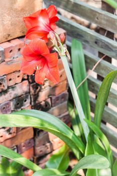 Flower of red Amaryllis in home garden