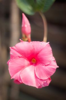 Closeup beautiful pink flower in home garden