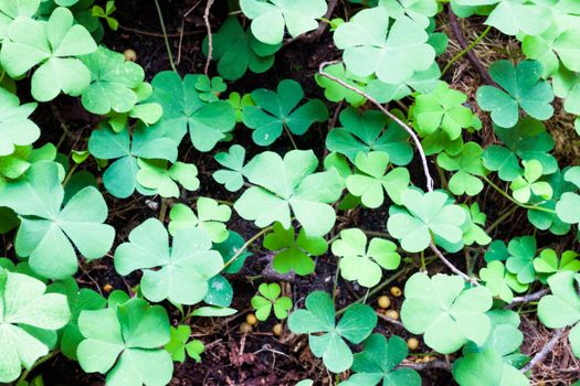 Lush cover plants in  springtime natural environment