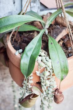 Tropical pitcher plant, Nepenthe