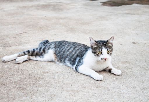 Young cat laying relax in home field