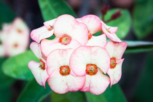 Closeup yellow pink edge Poi Sian flowers