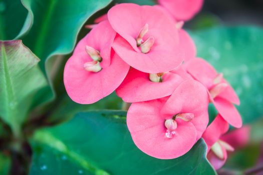 Closeup pink Poi Sian flowers with drew drop