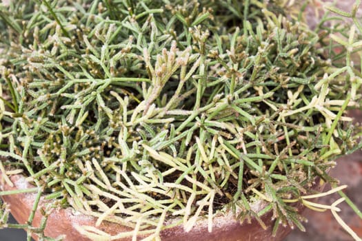 Closeup branch of green plant in clay pot