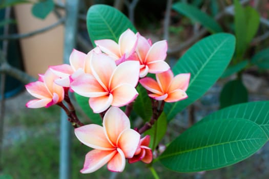 Beautiful tropical purple and yellow frangipani flower