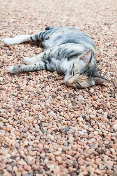 Cat laying down on brown pebble on  ground inside the house