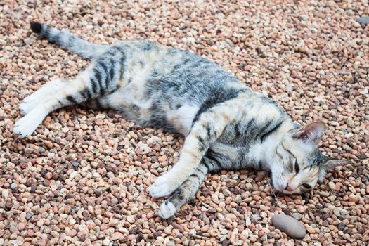 Cat laying down on brown pebble on  ground inside the house