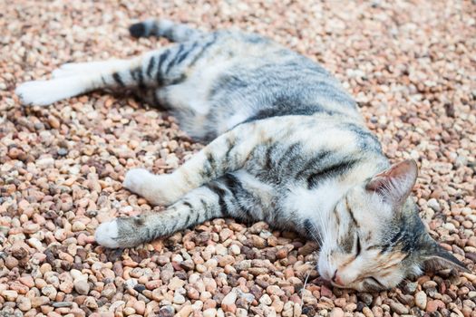 Cat sleeping on brown pebble on  ground inside the house
